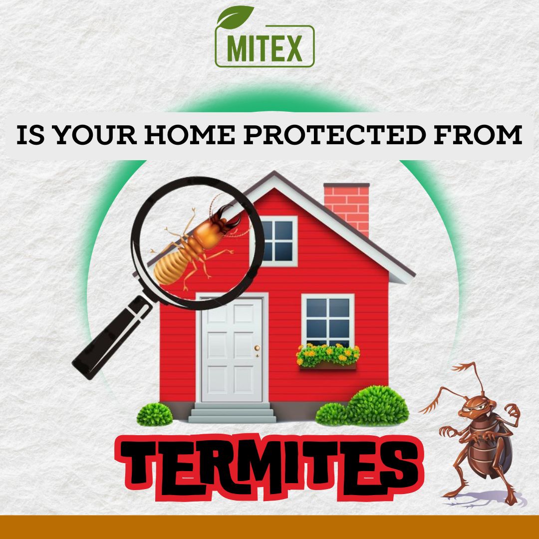 Termite Killer Spray - 🔥 BUY 1 GET 2 FREE 🔥